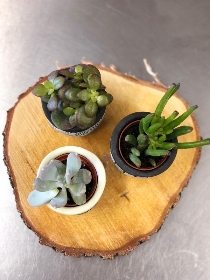 Mini Succulent Trio