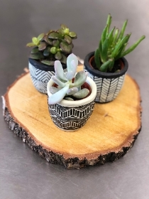 Mini Succulent Trio