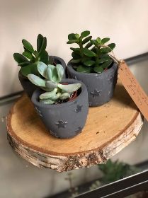 Succulent Trio £14.99