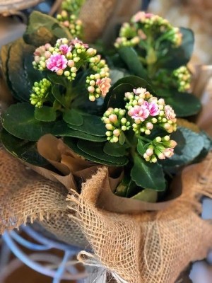 Giant Kalanchoe Plant    £19.95