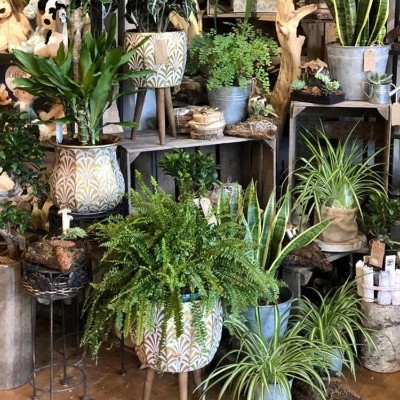 Leave it to us Plants Gift Set