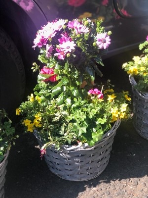 Mixed planter