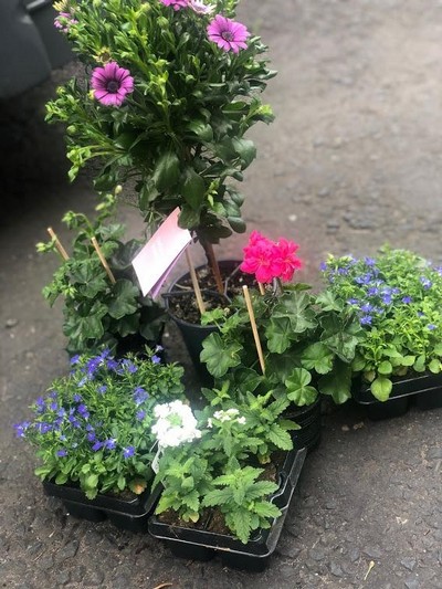 Patio plants