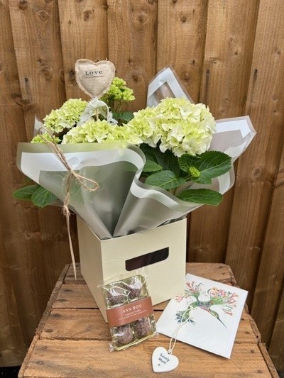 Hydrangea Plant Gift set