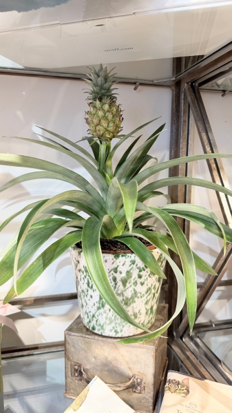Pineapple Plant