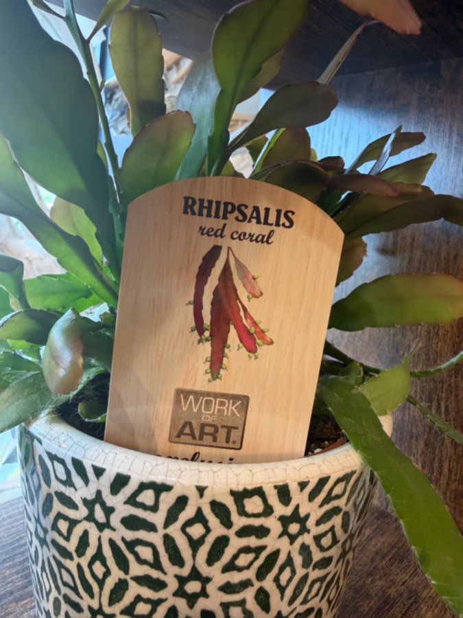 Rhipsalis Red Coral