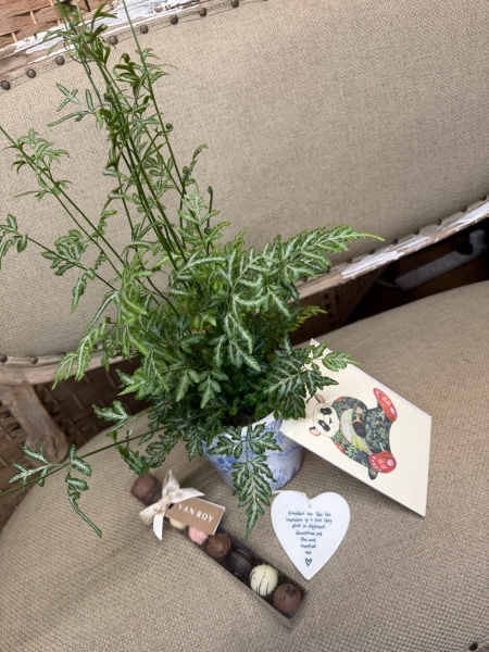 Palm Plant gift Set