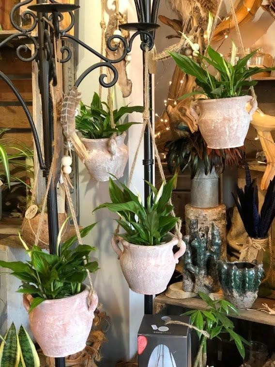 Hanging pot with peace lily 19.95  buy online or call 0161 483 3923