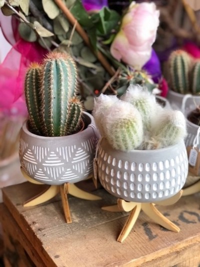 Cactus on a tripod