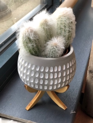 Cactus on a tripod