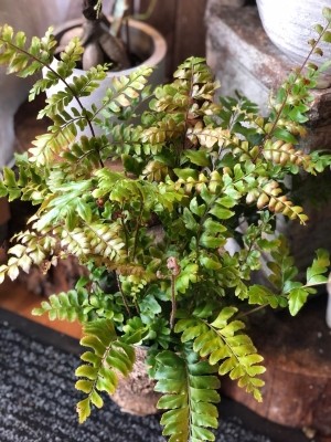 Fern in Bark pot