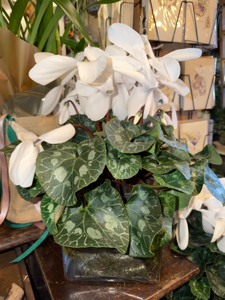 Large White Cyclamen in glass cube