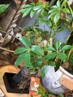 Lava rock house plants