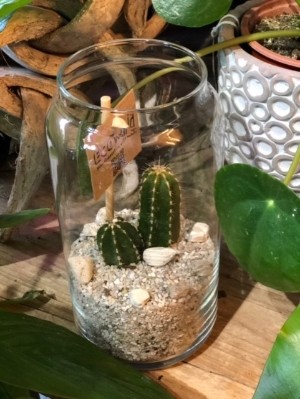 Mini Cactus in Glass