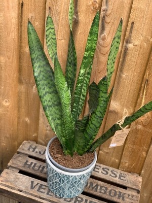 Sansevieria Houseplant