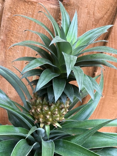 Pineapple Plant
