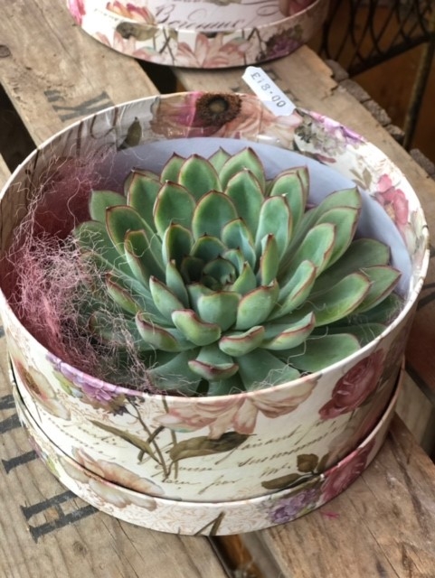Rootless Succulent in a hatbox