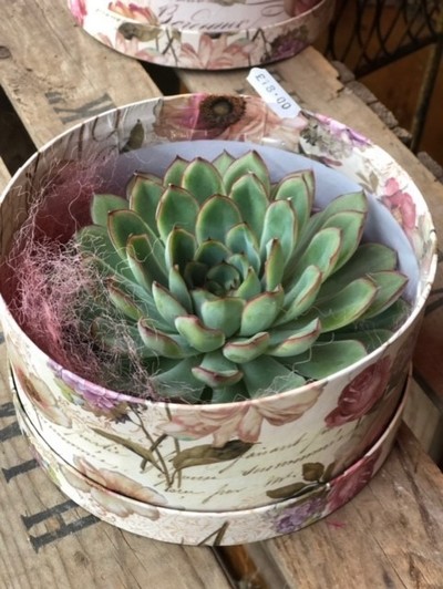 Rootless Succulent in a hatbox