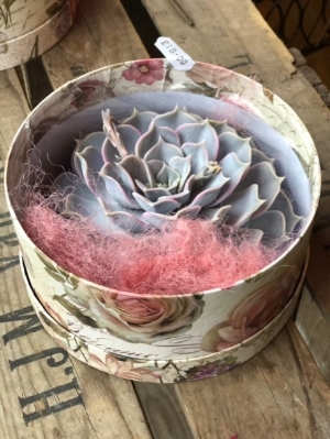 Rootless Succulent in a hatbox