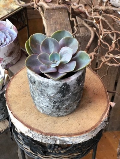 Succulent in Rustic Stone Pot