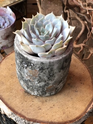Succulent in Rustic Stone Pot