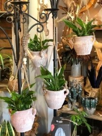 Hanging pot with peace lily 19.95  buy online or call 0161 483 3923