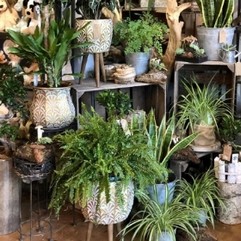 Leave it to us Plants Gift Set