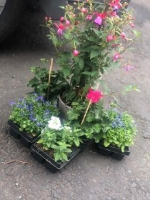 Patio plants