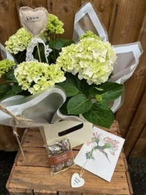 Hydrangea Plant Gift set