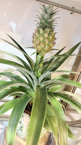 Pineapple Plant
