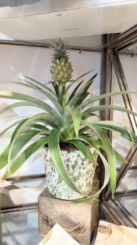Pineapple Plant