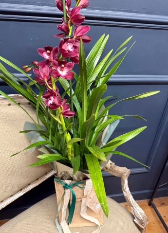 Cymbidium Orchid Pant Gift