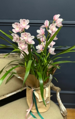 Cymbidium Orchid Pant Gift