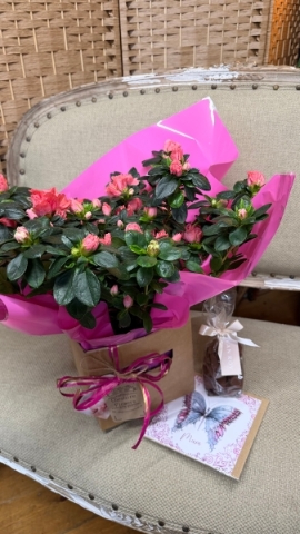 Azalea Plant Gift Set