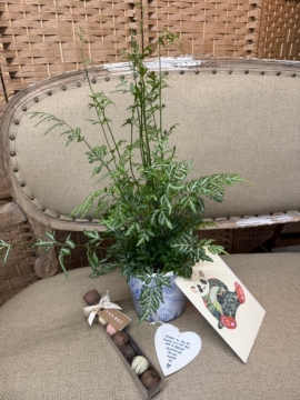 Palm Plant gift Set
