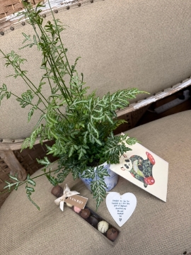 Palm Plant gift Set