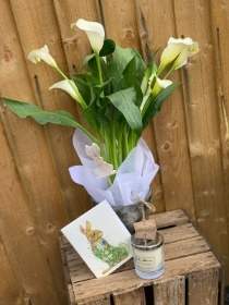 Calla lily plant gift set