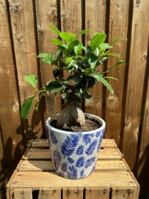 Ficus in Old Style Dutch Pot