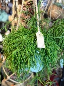 Hanging mistletoe cactus in rope hanging canvas bag