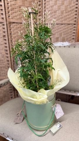 Jasmine Plant Gift Set