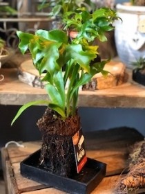 Lava rock house plants