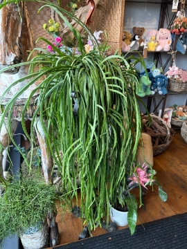 Lepismium Bolivianum