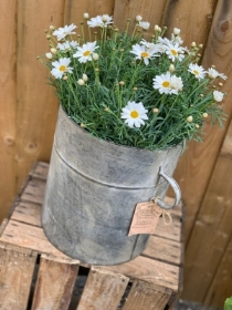 Marguerite plant in vintage bucket