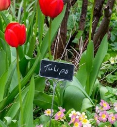 Metal Blackboard Plant Markers