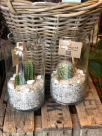 Mini Cactus in Glass