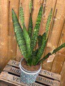 Sansevieria Houseplant