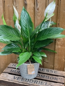 Spathiphyllum plant in old style Dutch pot