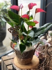 Pretty Pink Anthurium