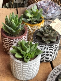 Quartet of Succulents