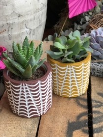 Quartet of Succulents